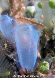 Soft home
Nikon D200 , 60 micro , twin strobo
Lembeh st... by Marchione Giacomo 